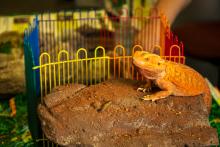 Science & Discovery Center exhibitor